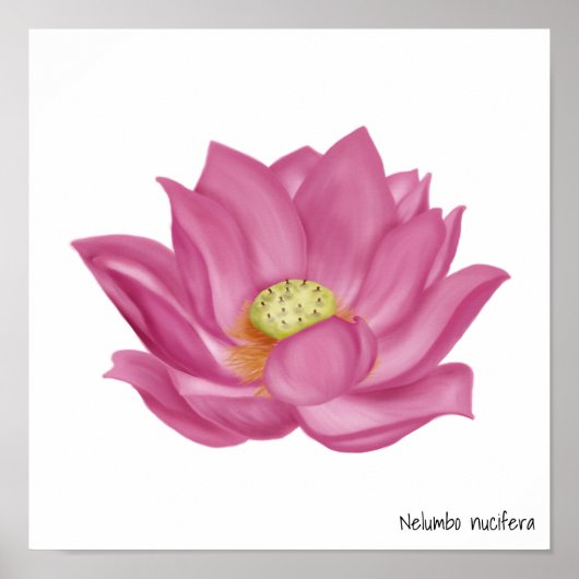ピンクロータスブロッサムイラストレーション ポスター (正面)