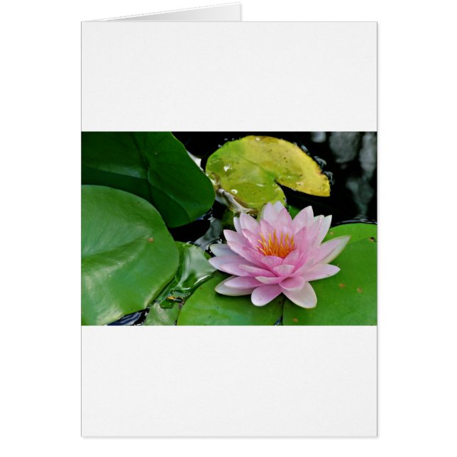 ピンクロータス (正面)