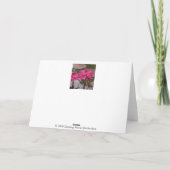 ピンクロータス サンキューカード (裏面)