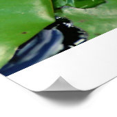 ピンクロータス ポスター (角)