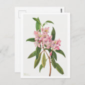 ピンクロードデンドロンボタニカルイラストレーション ポストカード (正面/裏面)