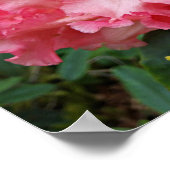 ピンクロードデンドロン開花フローラ写真 ポスター (角)