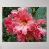 ピンクロードデンドロン開花フローラ写真 ポスター (正面)
