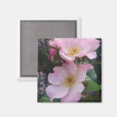 ピンクワイルドバラフラワーフローラ写真 マグネット (正面/裏面)