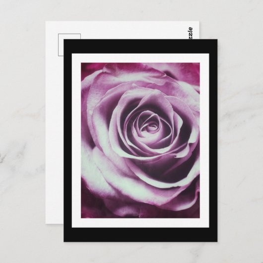 ピンクヴィンテージバラ ポストカード (正面/裏面)