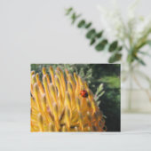 ピンクーションプロテアのラディブグ ポストカード (スタンド正面)