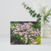 ピンク夕べプリムローズ ポストカード (スタンド正面)