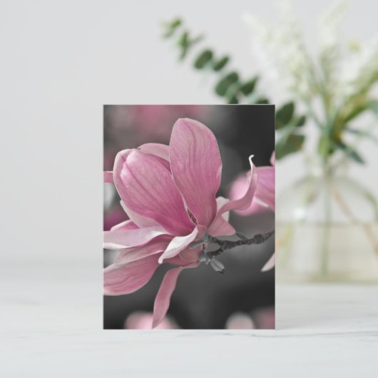 ピンク日本のソーサー・マグノリア ポストカード (スタンド正面)