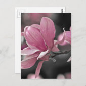 ピンク日本のソーサー・マグノリア ポストカード (正面/裏面)