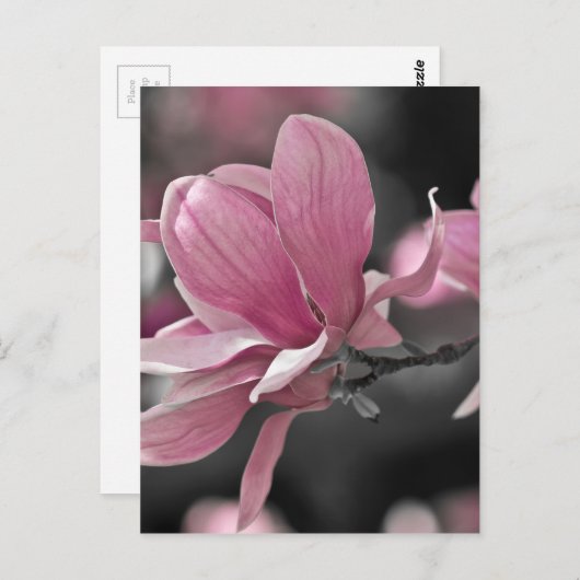 ピンク日本のソーサー・マグノリア ポストカード (正面/裏面)