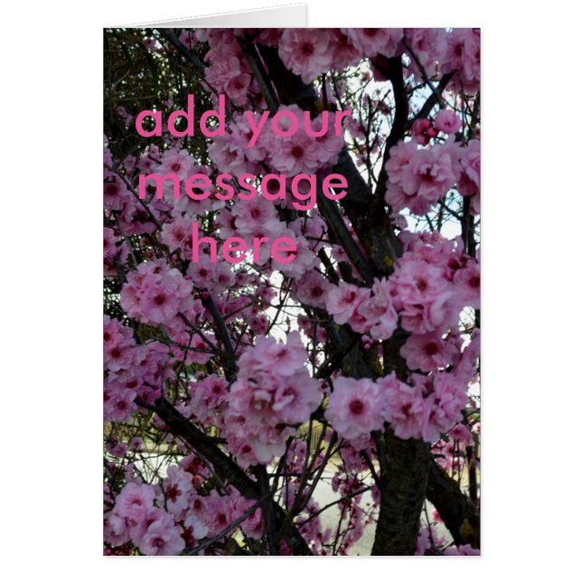 ピンク春の花の木 (正面)