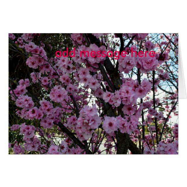 ピンク春の花の木 (正面横)