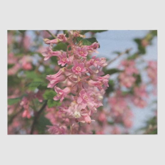 ピンク春花紙 薄葉紙 (正面)