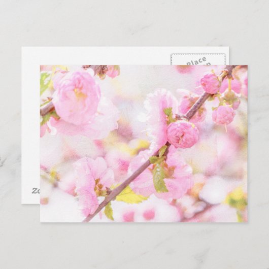 ピンク桜の花 – 日本のさくらんぼの花 ポストカード (正面/裏面)