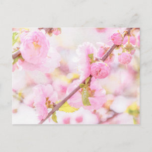ピンク桜の花 – 日本のさくらんぼの花 ポストカード