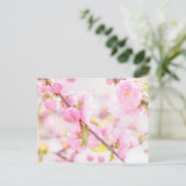 ピンク桜の花 – 日本のさくらんぼの花 ポストカード (スタンド正面)