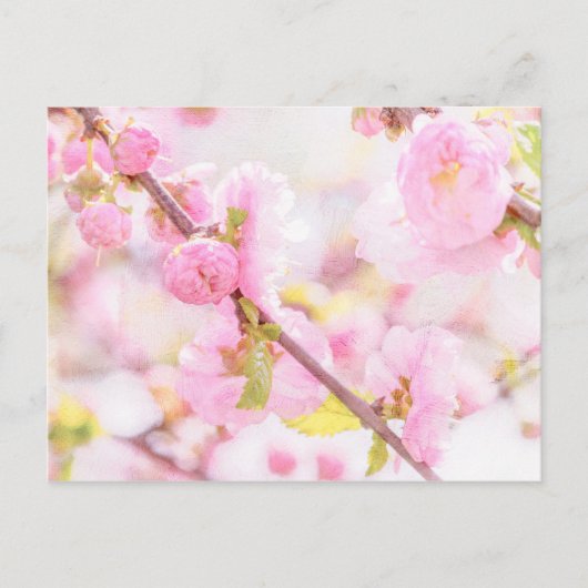 ピンク桜の花 – 日本のさくらんぼの花 ポストカード (正面)