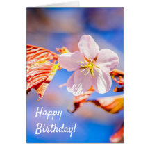 ピンク桜フラワーブルースカイ