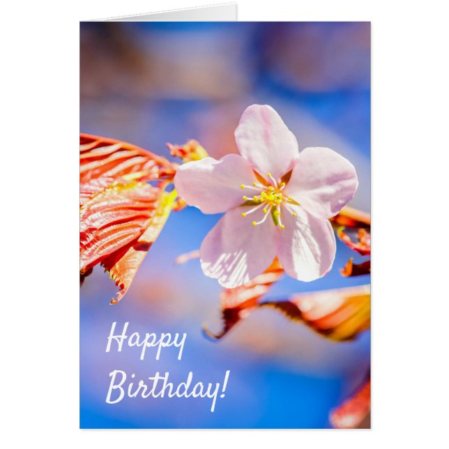 ピンク桜フラワーブルースカイ (正面)