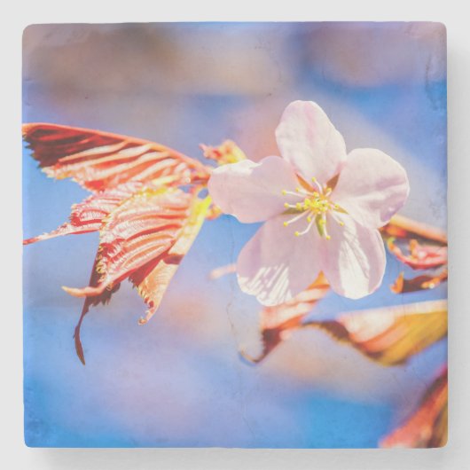 ピンク桜フラワーブルースカイ ストーンコースター (正面)