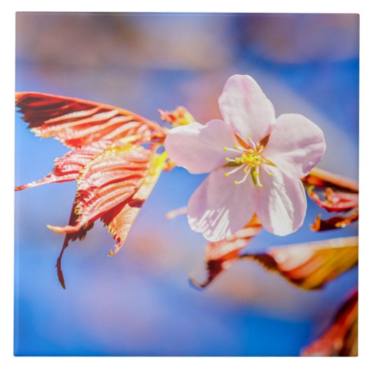 ピンク桜フラワーブルースカイ タイル (正面)