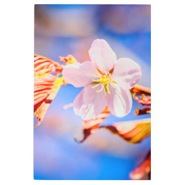 ピンク桜フラワーブルースカイ メタルプリント