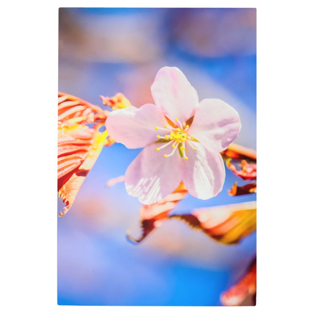 ピンク桜フラワーブルースカイ メタルプリント (正面)