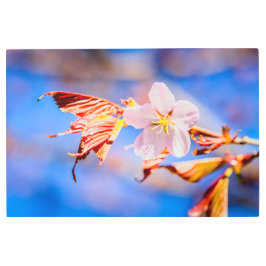 ピンク桜フラワーブルースカイ メタルプリント