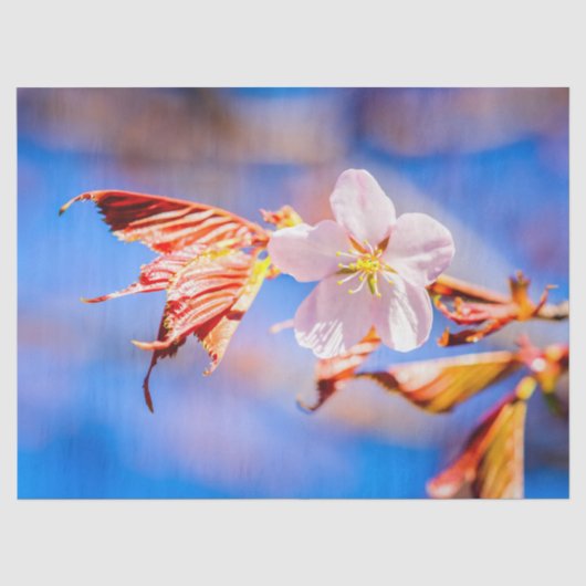 ピンク桜フラワーブルースカイ 薄葉紙 (正面)