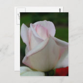 ピンク淡い色ののバラの花 ポストカード (正面/裏面)