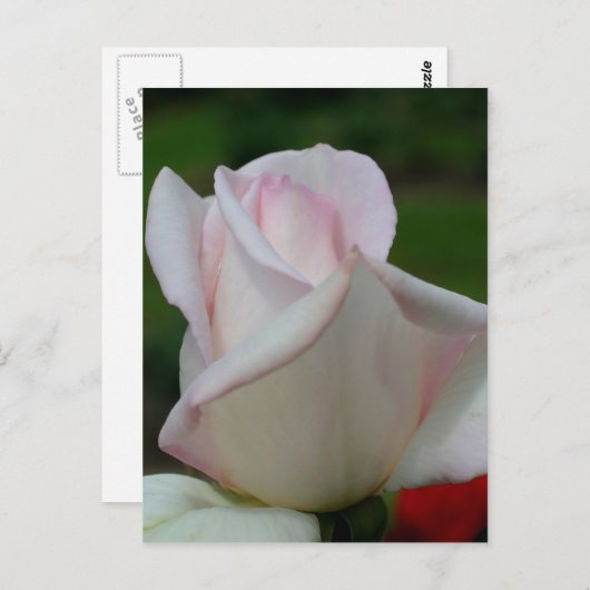 ピンク淡い色ののバラの花 ポストカード (正面/裏面)