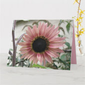 ピンク淡い色ののヒマワリがもうすぐ大きなカスタム花 カード (黄色い花)