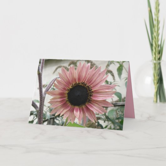 ピンク淡い色ののヒマワリが元気にカスタムなる カード (正面)