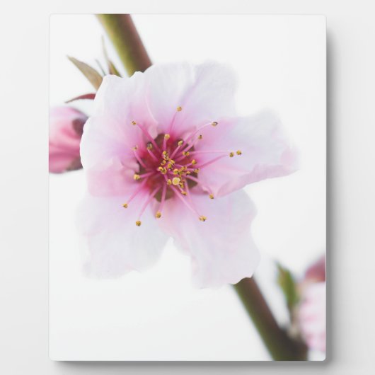 ピンク淡い色のの花 フォトプラーク (正面)