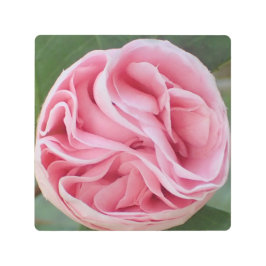 ピンク淡い色のの花 – マクロ写真 –  メタルプリント