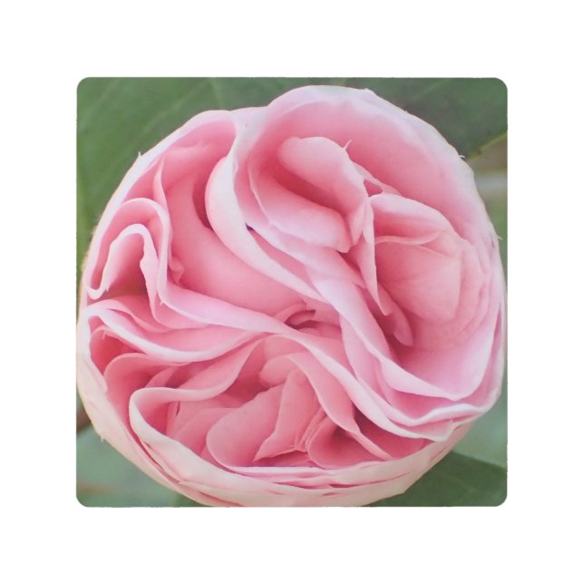 ピンク淡い色のの花 – マクロ写真 –  メタルプリント (正面)