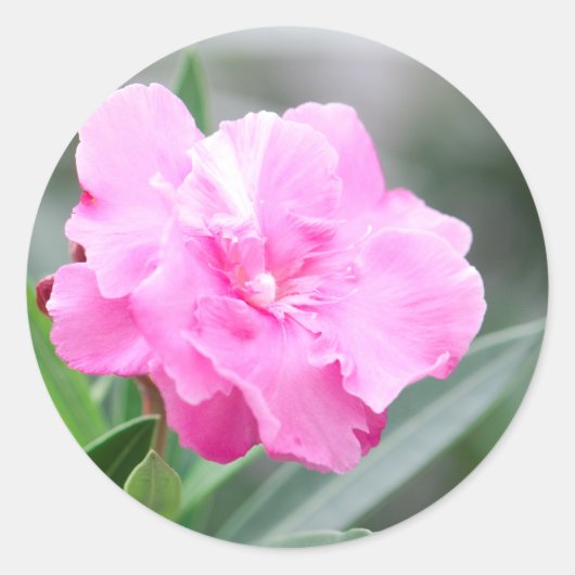 ピンク淡い色のの花 ラウンドシール (正面)
