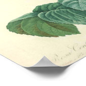 ピンク淡い色のローズバイルドート ポスター (角)