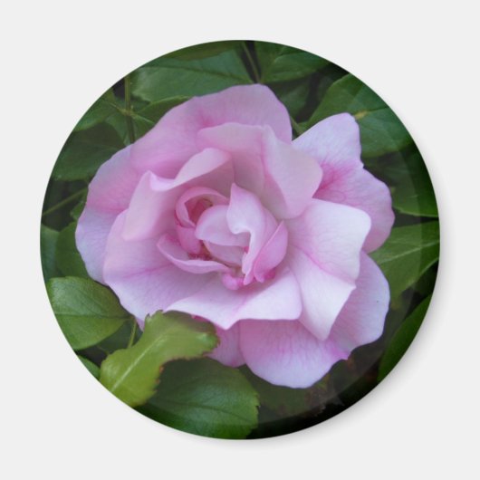 ピンク淡い色のローズ磁石 マグネット (正面)