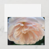ピンク淡い色のローズ ポストカード (正面/裏面)