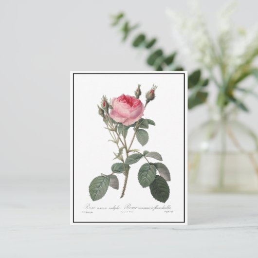 ピンク淡い色のヴィンテージ絵画バラ ポストカード (スタンド正面)