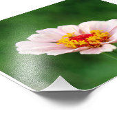 ピンク淡い色の《植物》百日草 フォトプリント            (角)