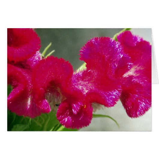 ピンク渦巻形のの花カード (正面横)