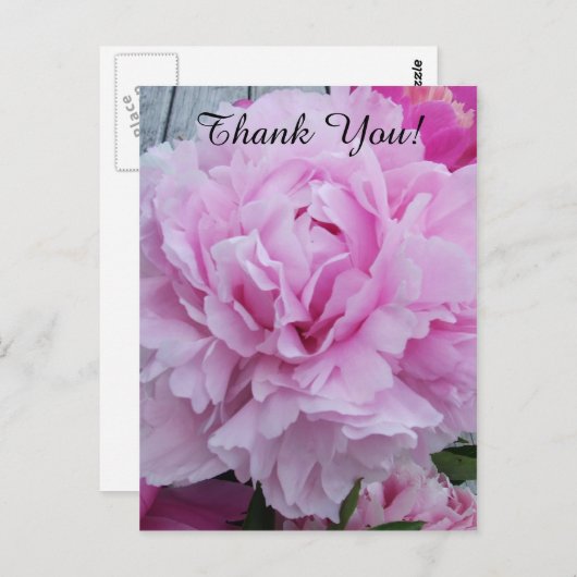 ピンク牡丹ありがとうポストカード ポストカード (正面/裏面)