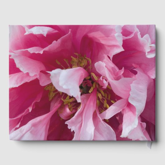 ピンク牡丹の花のお祝いの生涯 ゲストブック (裏面)