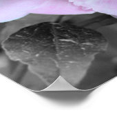 ピンク牡丹の花の部分色 ポスター (角)