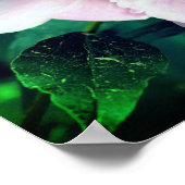 ピンク牡丹の花の開花クローズアップ ポスター (角)