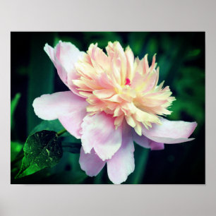 ピンク牡丹の花の開花クローズアップ ポスター