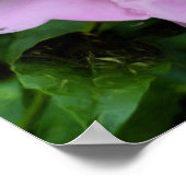 ピンク牡丹の花写真油絵 ポスター (角)