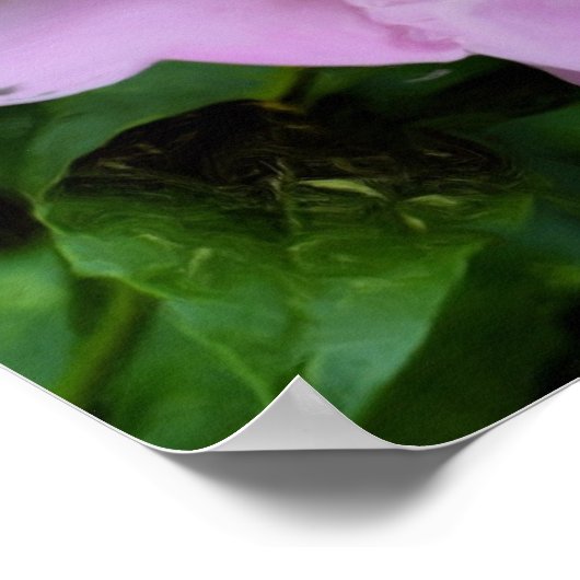 ピンク牡丹の花写真油絵 ポスター (角)